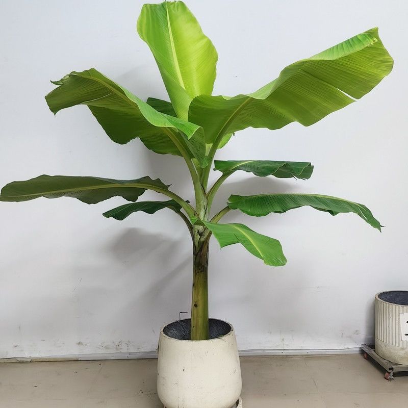 宇仁果苗