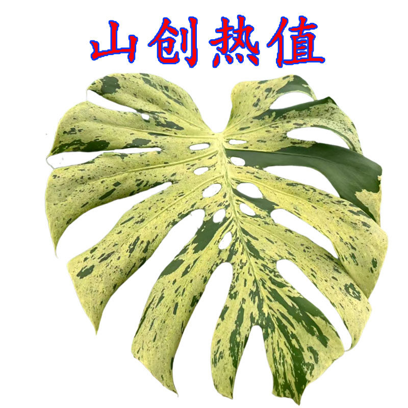 山创热植