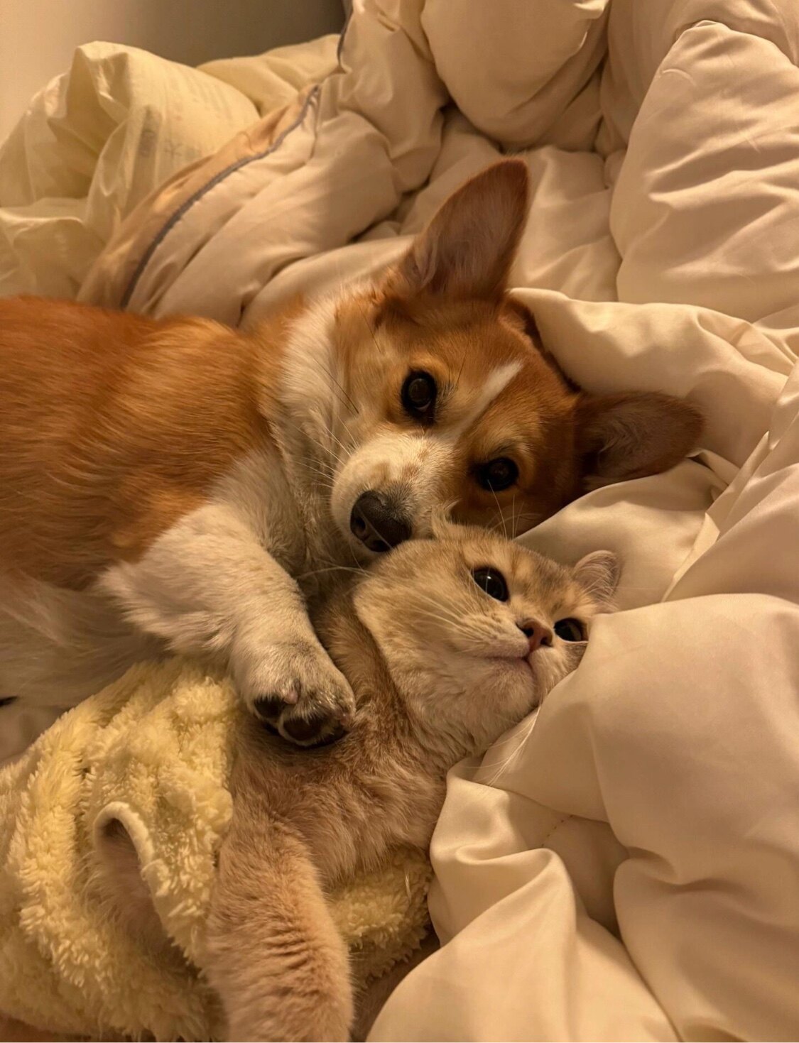 毛孩子的快乐屋
