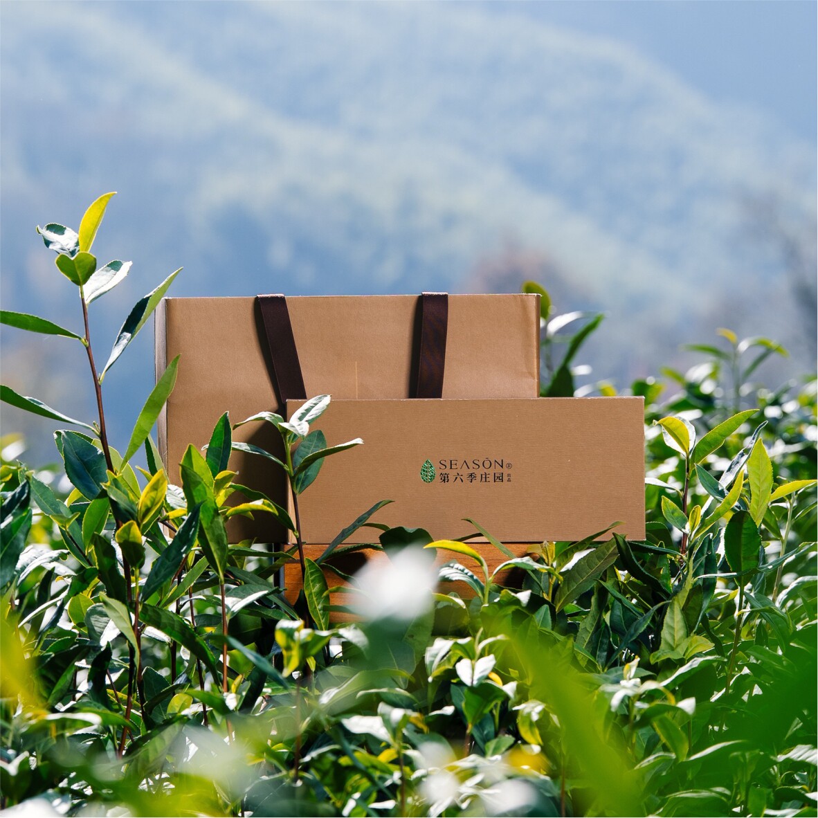 第六季茶叶旗舰店