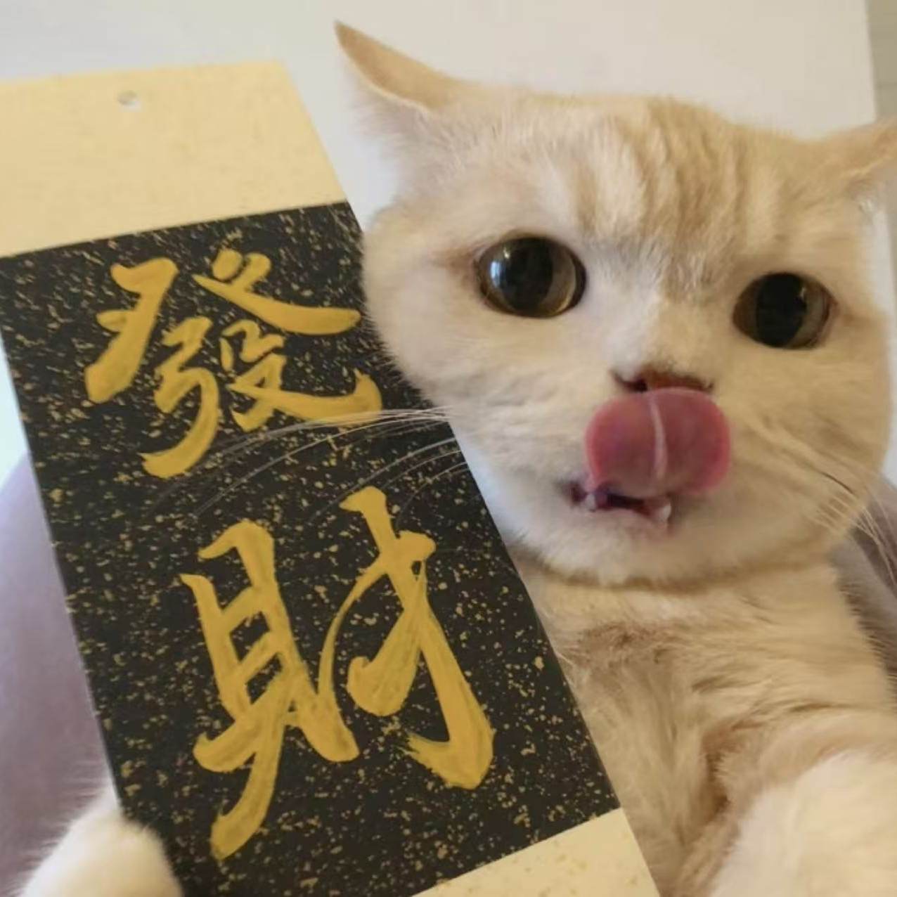 挪威森林ccc