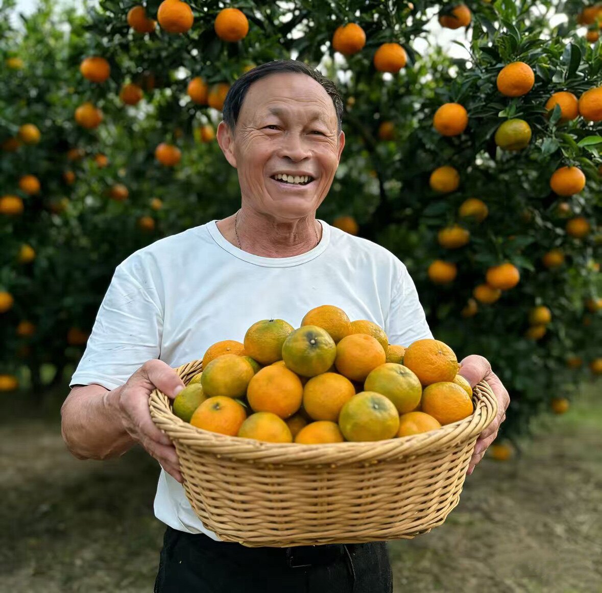 陈皮菜菜 新会陈皮南坦甄选