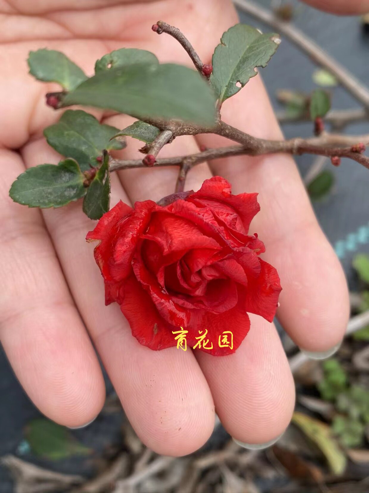 育花园