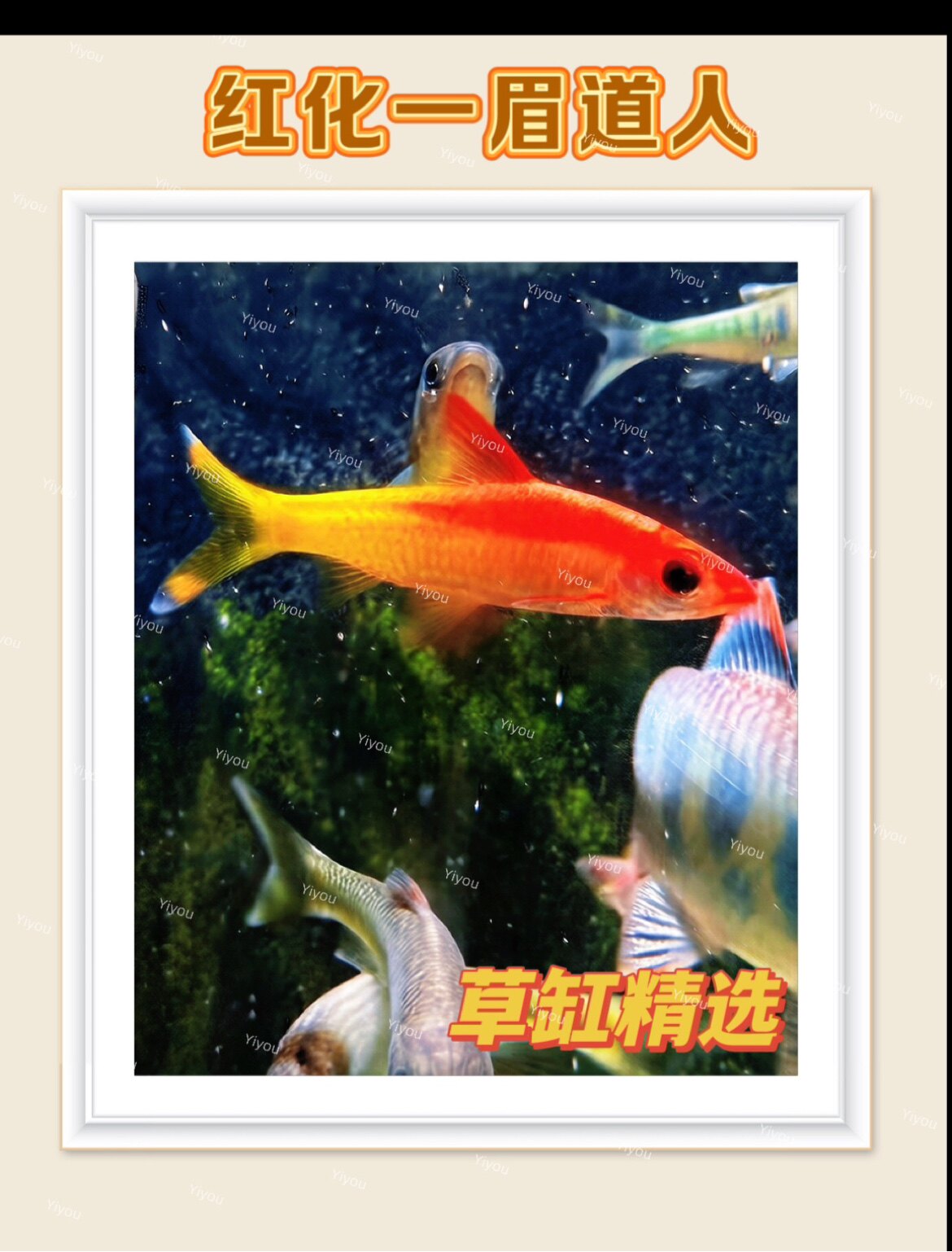 益友生态水族