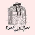 荒野蔷薇 Rosa multiflora
