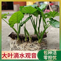 山间绿植苗批发