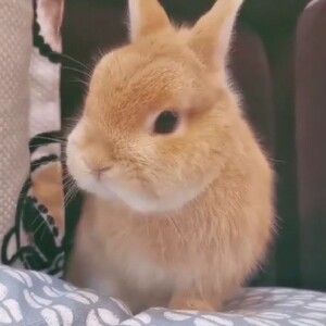 年糕兔一碗