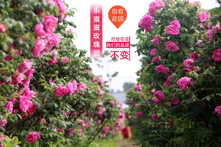 乐滋滋家的玫瑰园