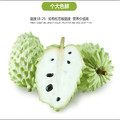 萌果迦释迦果园