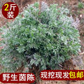 星耀农家野菜