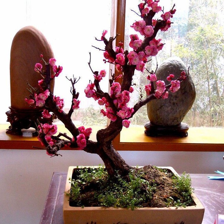山东茹茹花卉盆景