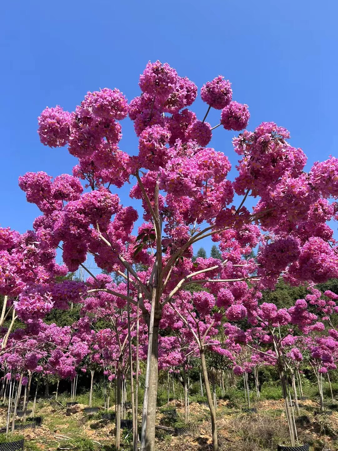 增城荣发苗圃场 店铺LOGO
