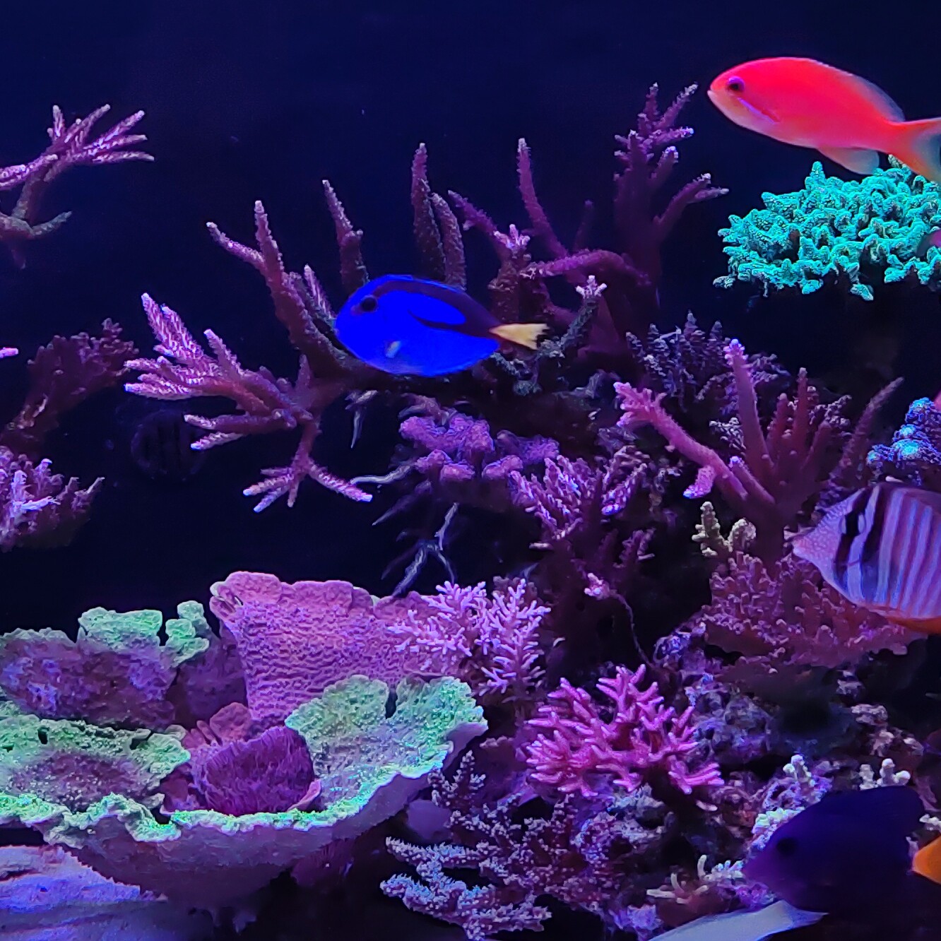 小肥肥水族