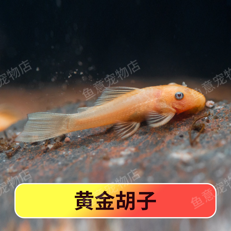 鱼意水族店