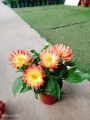 阿花园艺