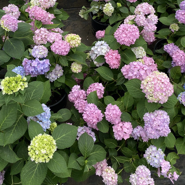 老李苗木基地直销