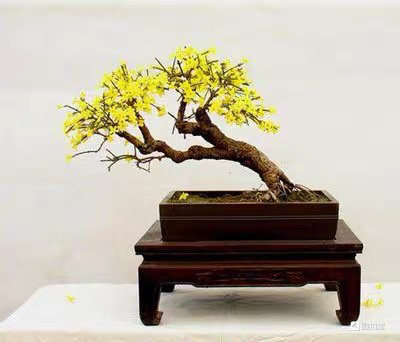 智英设计