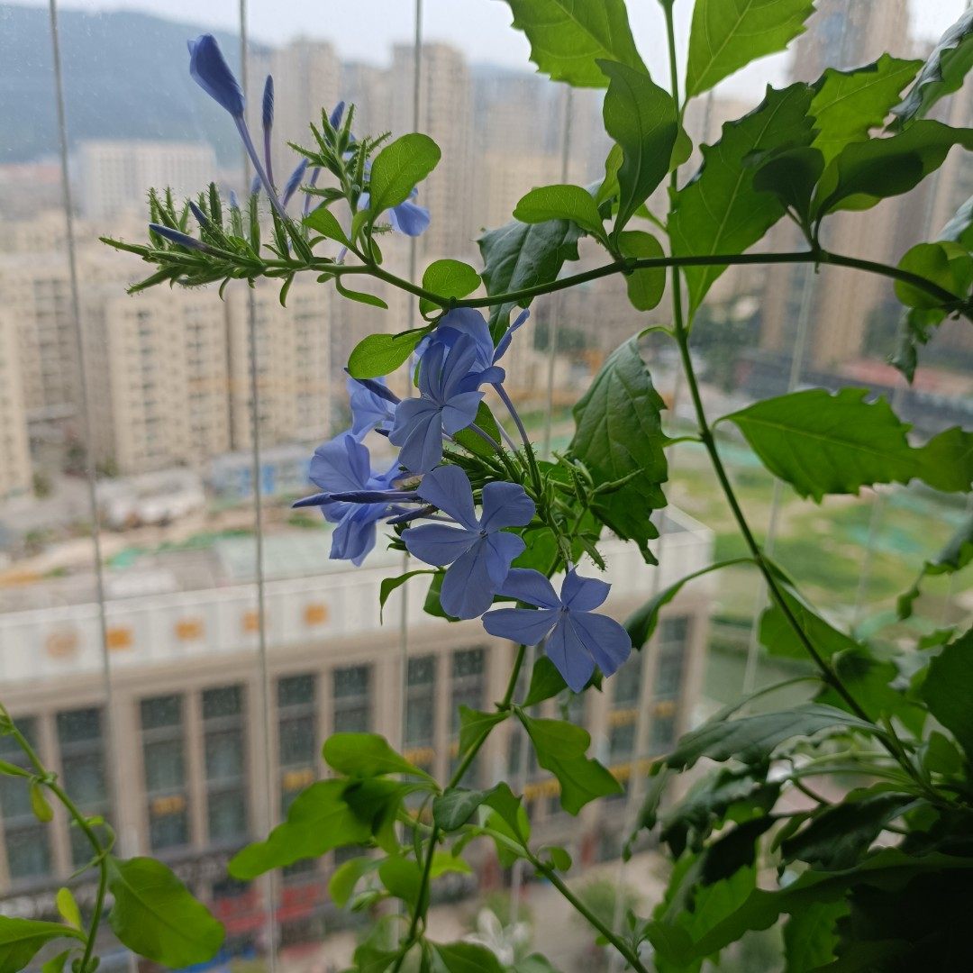 婵甜小屋