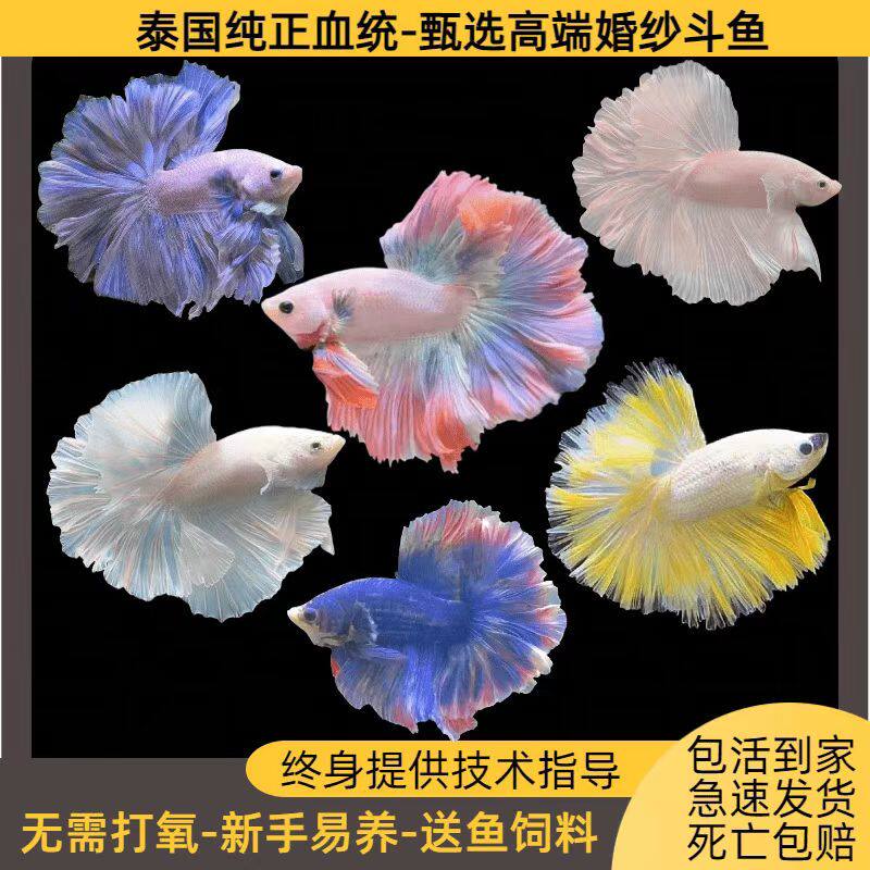 泰斗玩家