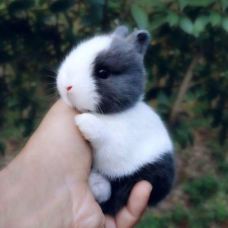 苏北萌宠