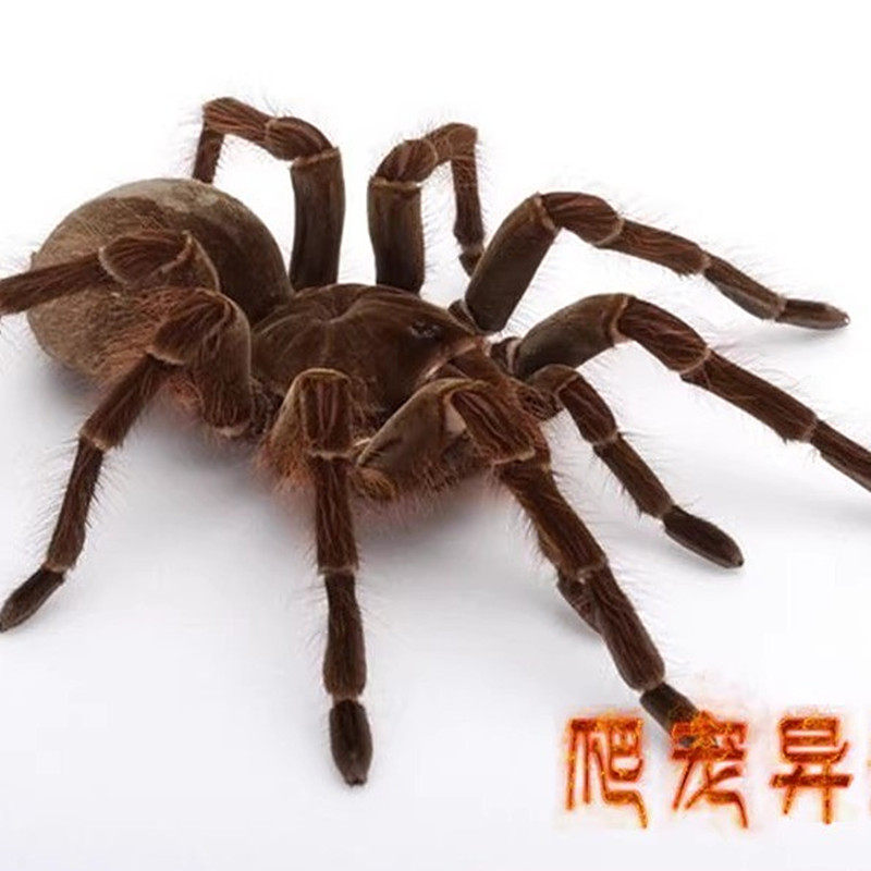 爬宠异族捕鸟蛛哥哥