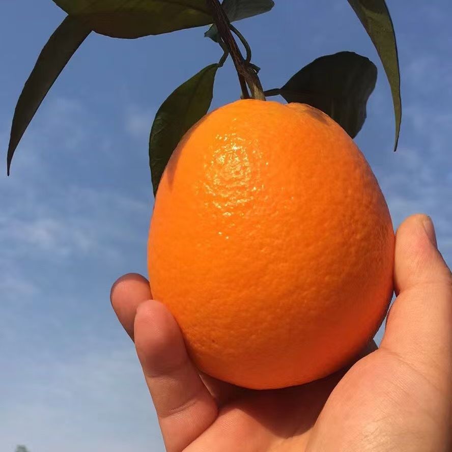 奉节脐橙果园直发