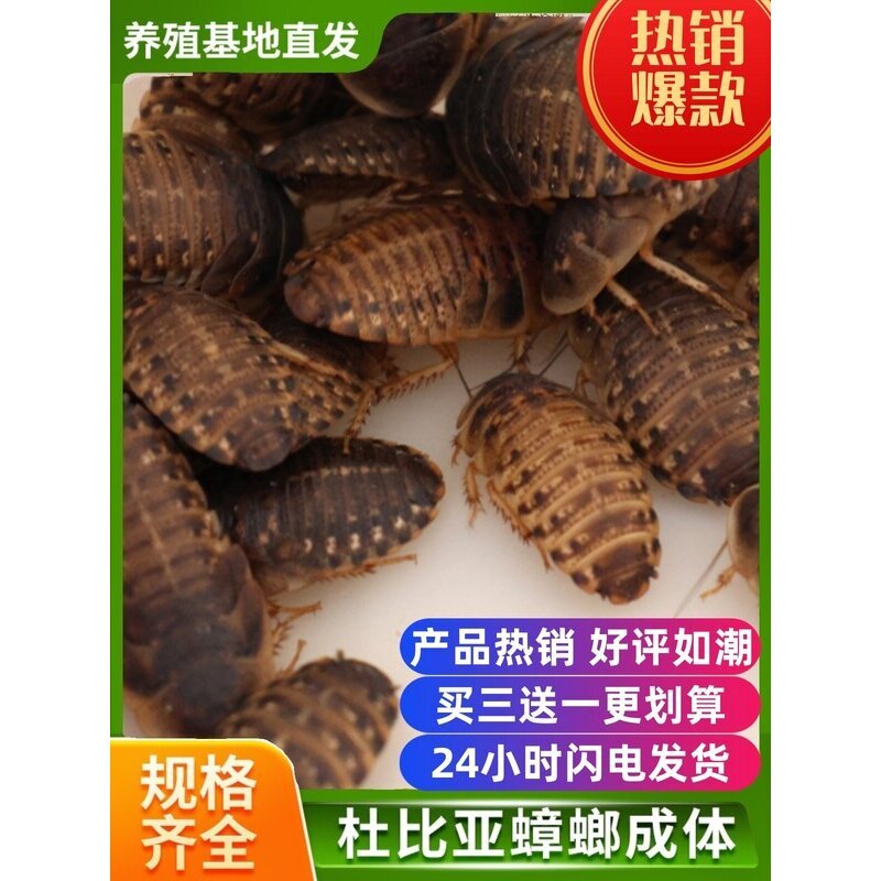 爬宠物活体饲料大全