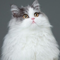 叮叮猫狗研究机构