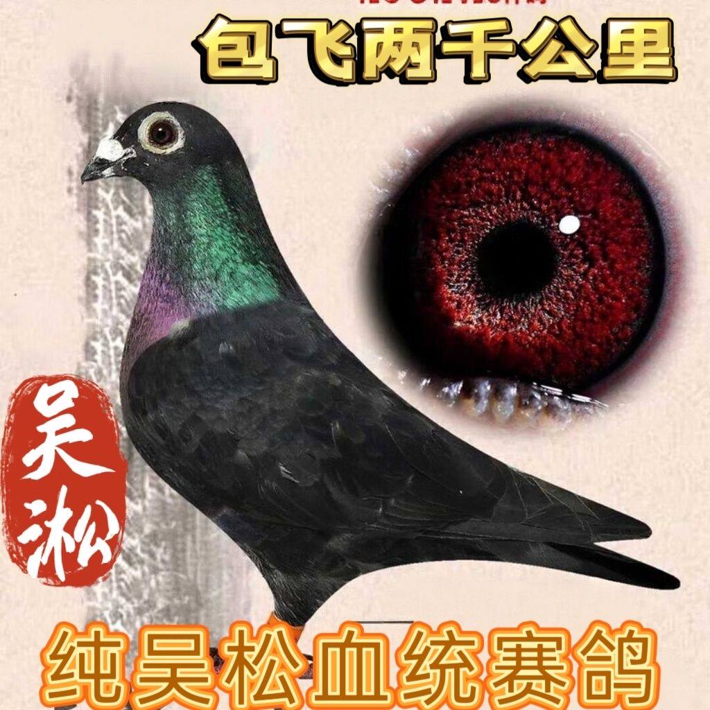 红太阳鸽店