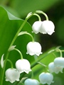 青青草小淘铺