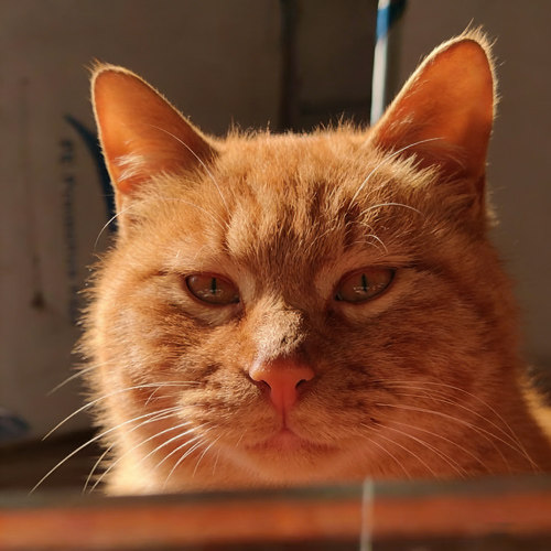一只不平凡的猪哼哼的店耙耙柑橙子新鲜水果