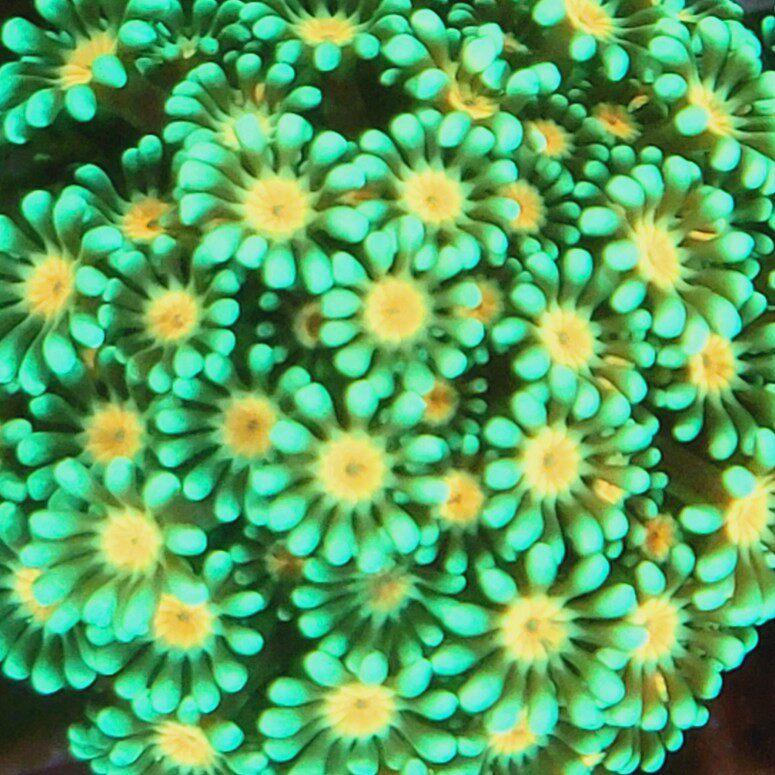 粉色海洋珊瑚