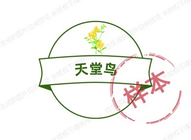 天堂鸟基地自销店