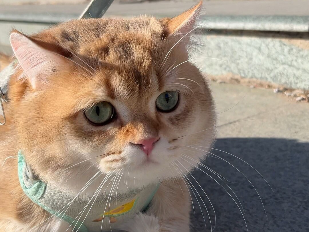 依夏猫宠店