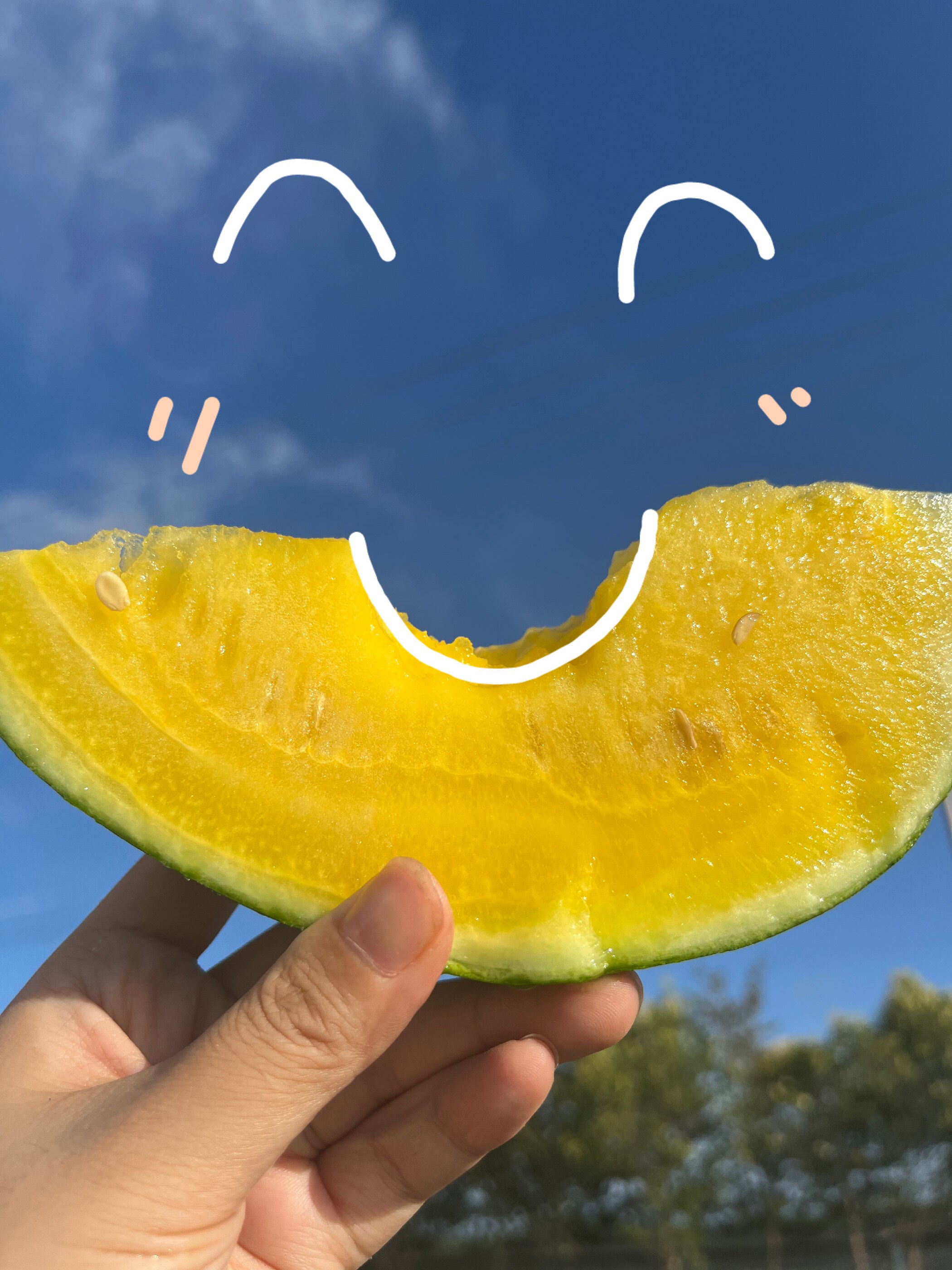 自然食光 东台西瓜