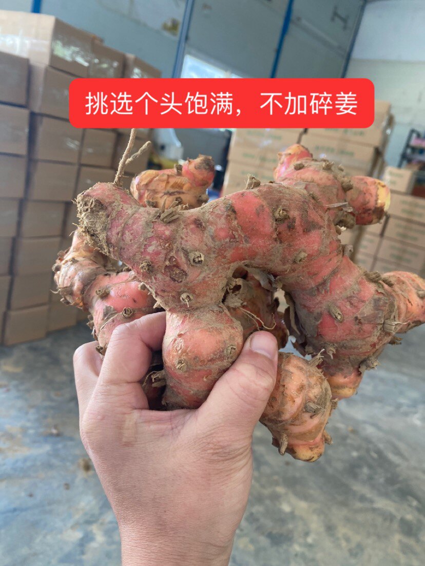 潮汕 南姜供应链 潮州南姜基地