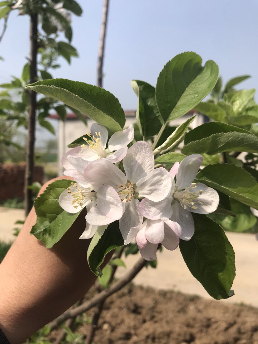 江苏苗木园艺之家