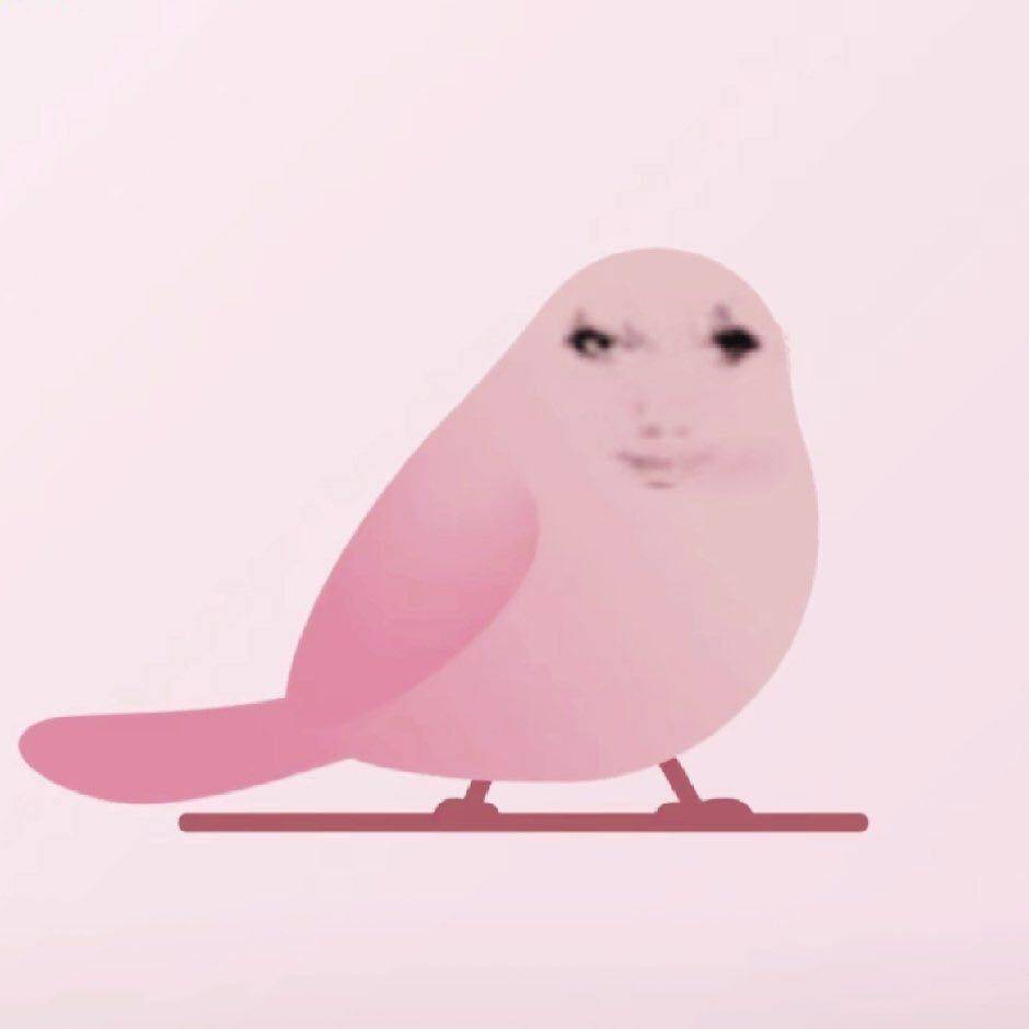 喵喵小鸟机