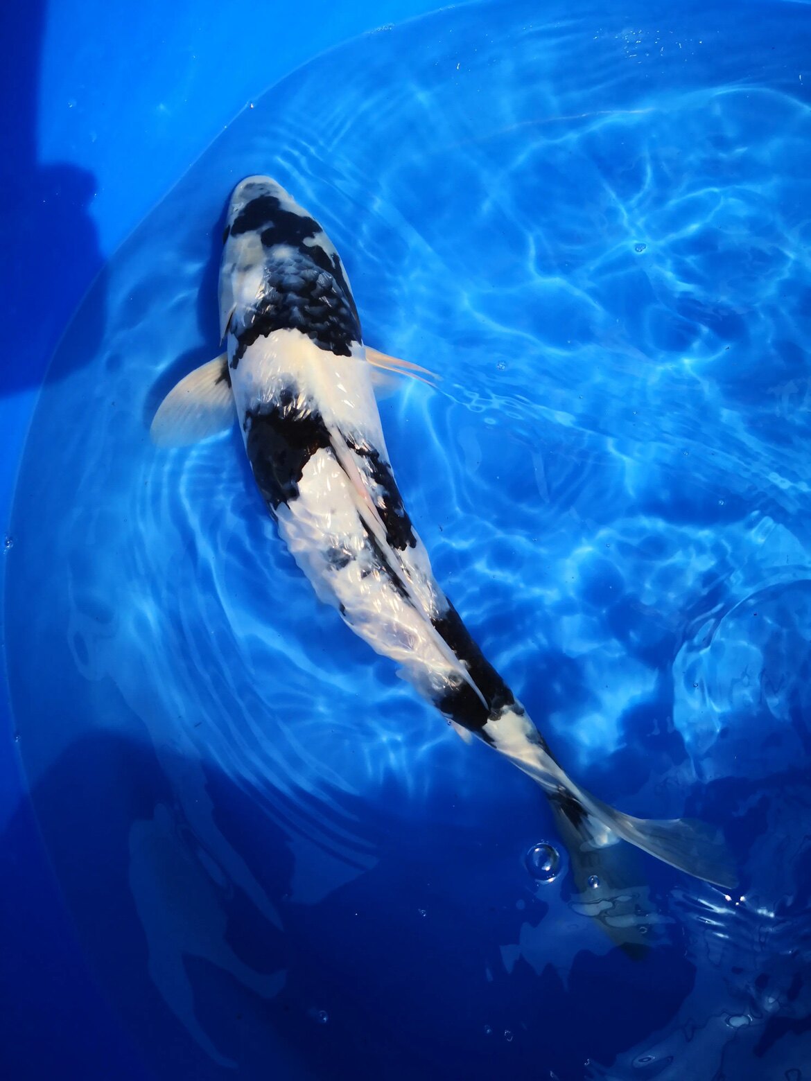滤材世家水族店 店铺LOGO