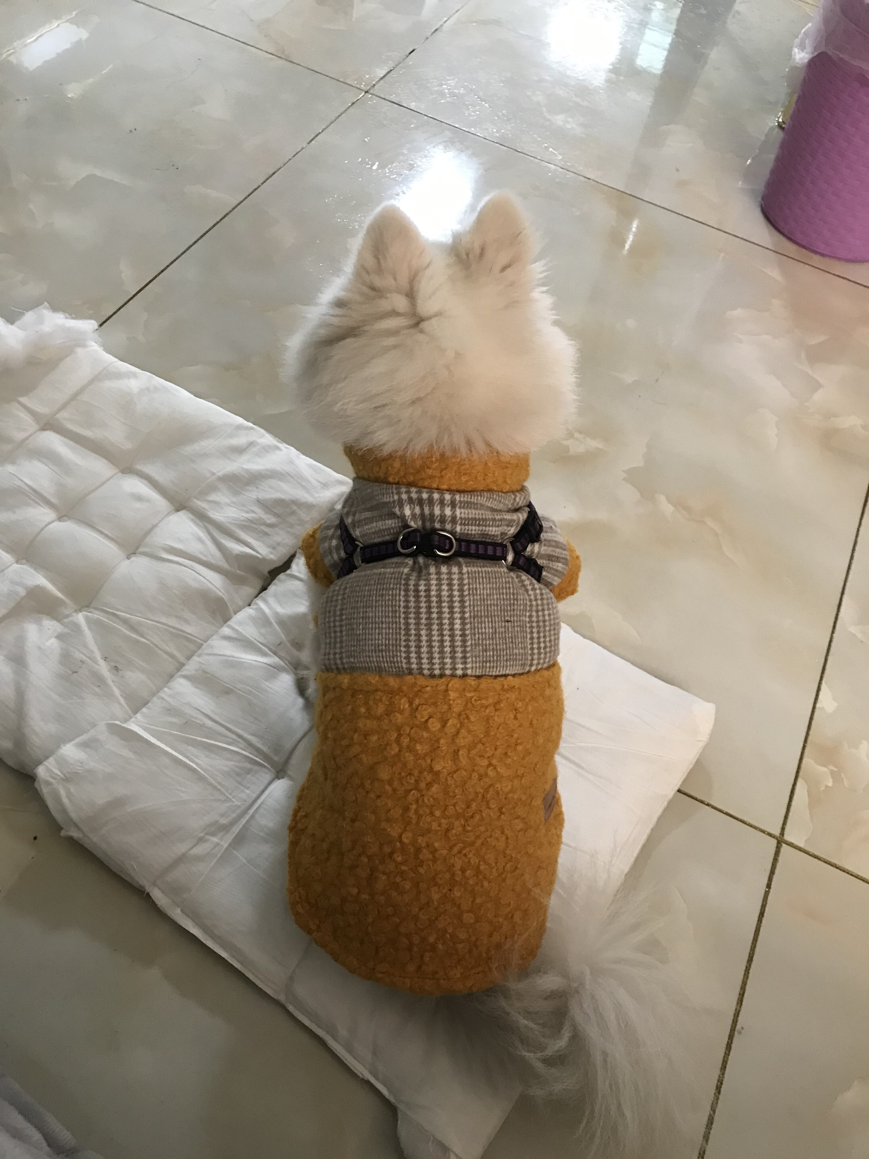 玛莎阳光下的发梢