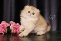 猫咪活物