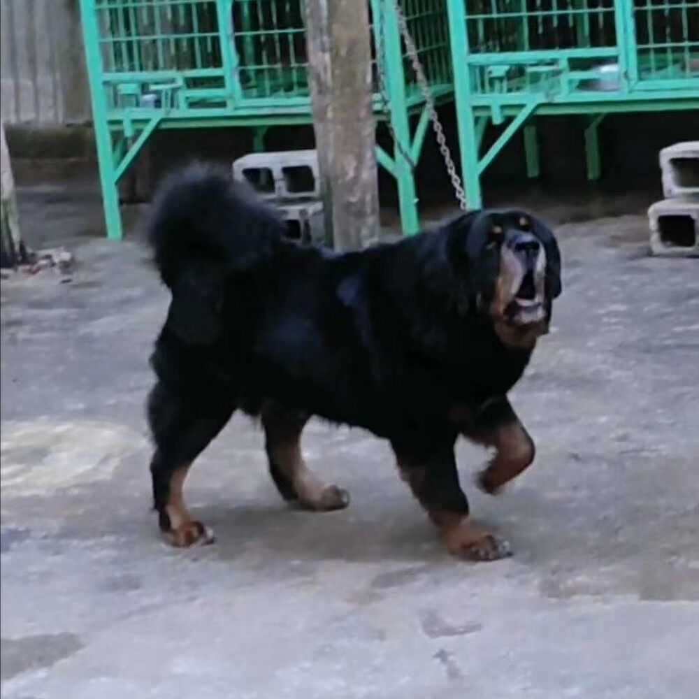 真正的纯种原生态藏獒