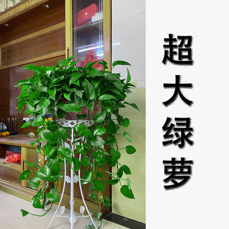 花都绿萝基地