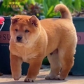 广西土猎聚集地