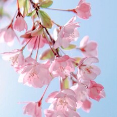 珈荟旗舰店