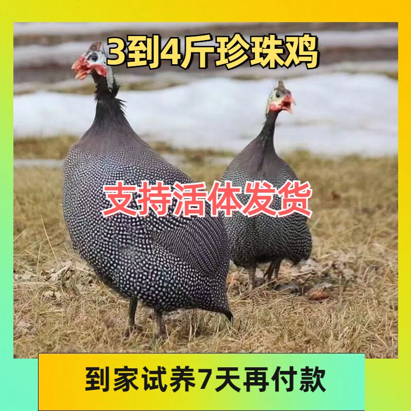 珍珠鸡珍禽养殖