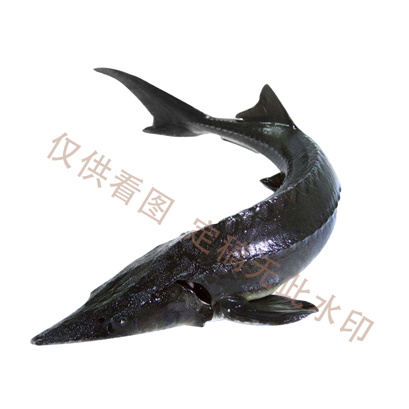 泉乡鲟龙 泉乡水产 店铺LOGO