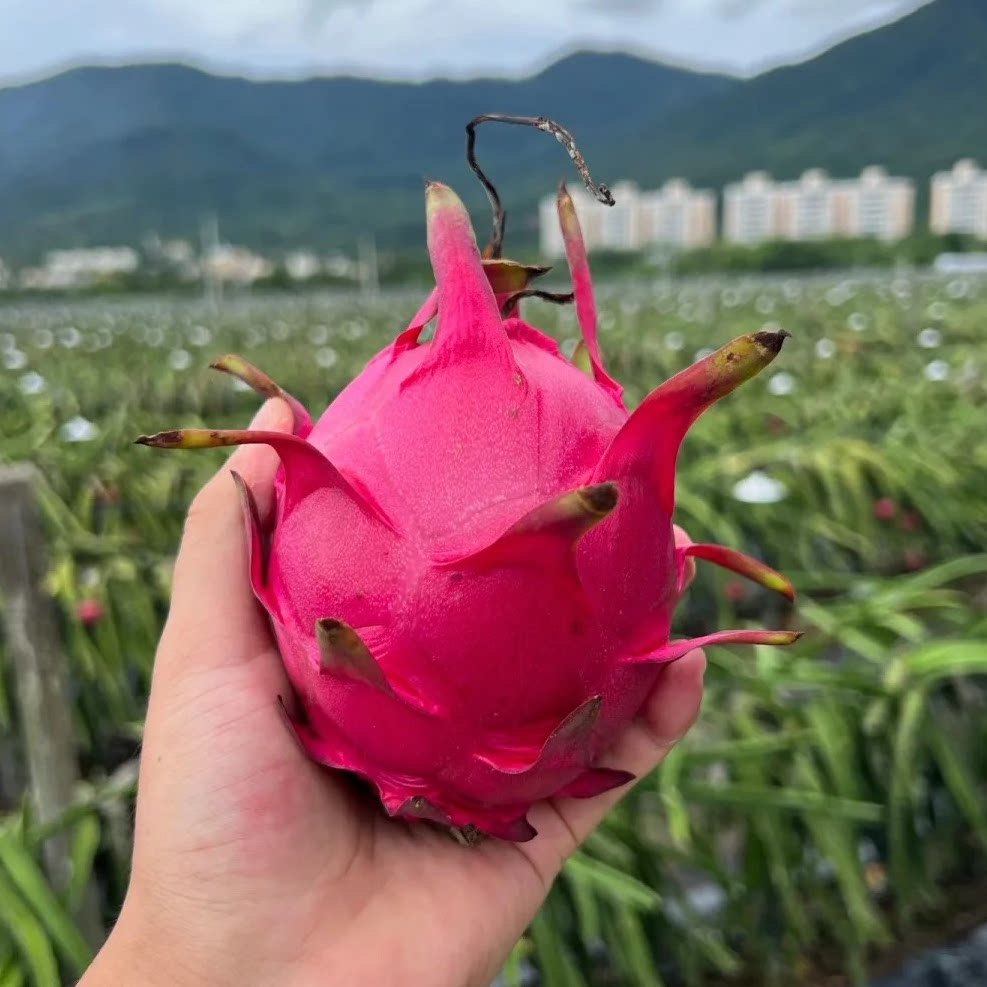 火龙果核心产区产地直发