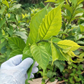 高州深山百草汇