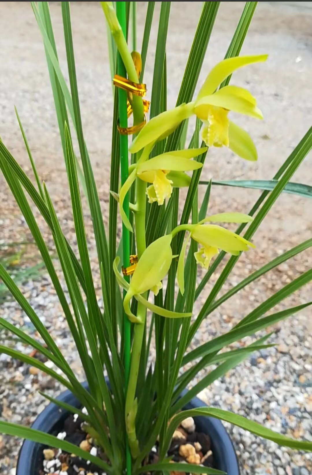 兰兰花卉